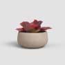 Cuenco hemera taupe