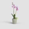 Maceta para Orquídeas Thalia verde claro