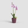 Maceta para Orquídeas Thalia burdeos