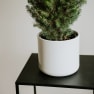 Mini árbol de Navidad Picea en maceta blanca