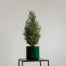 Mini árbol de Navidad Picea en maceta verde