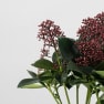 Pack regalo Skimmia 'Invierno escarlata'