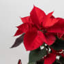 Pack regalo Poinsettia 'Todo al rojo'