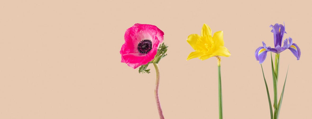 Exuberante ramo de flores secas con pequeñas flores sin hojas