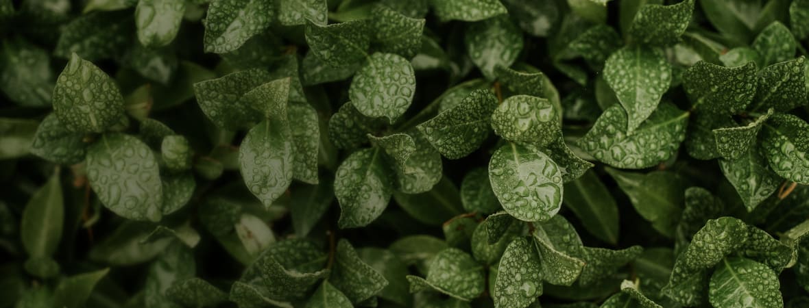 Llena de naturaleza tu jardín