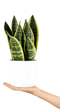 Mano sujetando maceta con planta