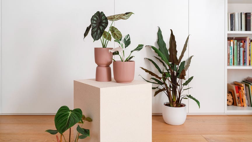 -15% dto. en planta verde, cactus y crasas