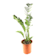 Zamioculcas zamiifolia Ø27 cm