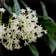 Galán de Noche (Cestrum nocturnum) Ø17 cm