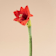 Amarilis (hippeastrum) 1 vara