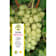 Uva blanca 'Moscatel Italia' (Vitis vinifera) 3 litros