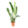 Zamioculcas zamiifolia Ø15 cm