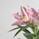 Lilium orientalis (Lirio) Ø17 cm