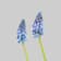 Muscari armeniacum 'Diamond Collection' Ø9 cm