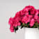 Azalea Hortinno (varios colores) Ø14 cm