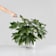 Fatsia japonica (Aralia) 5 litros