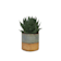 Aloe 'Cosmo' Ø8 cm