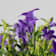 Campanula Addenda® 'Ambella Intense Purple' Ø10,5 cm