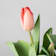 Tulipán (planta bulbosa) Ø12 cm