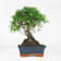 Bonsai Ciruelo dulce chino (Sageretia theezans) 5 años