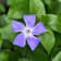 Vinca major Ø8 cm