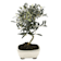 Bonsai Olivo (Olea europaea) 7 años