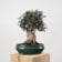 Bonsai Olivo silvestre (Olea oleaster) 20 años