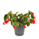Begonia 'Dragon Wing' Ø19 cm