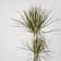 Dracaena marginata 'Bicolor' Ø20 cm