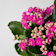Kalanchoe 'Calandiva' mini Ø15 cm