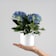 Hortensia de Interior mini Ø10 cm