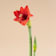 Amarilis (hippeastrum) 2 varas