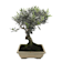 Bonsai Olivo (Olea europaea) 10 años