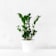 Zamioculcas zamiifolia Ø17 cm