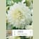 Bulbos de Dahlia 'White Perfection' 1 unidad