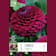 Bulbos de Dahlia 'Babette' 1 unidad