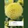 Bulbos de Dahlia 'Golden Torch' 1 unidad