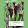 Bulbos de Zantedeschia 'Odessa' 1 unidad