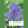 Bulbos de Iris germanica 'Blue Shapire' 1 unidad