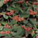 Cotoneaster lacteus 3 litros