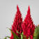 Celosia argentea var. plumosa Ø15 cm