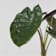 Alocasia wentii Ø17 cm
