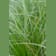 Gramínea Carex testacea 2 litros