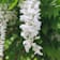 Wisteria sinensis blanca (Glicinia) Ø15 cm