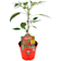 Pimiento Jalapeño - Planta de huerto Ø14 cm