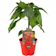 Pimiento Muy Picante Trinidad scorpion rojo - Planta de huerto Ø14 cm