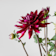 Dahlia ×hortensis Ø18 cm