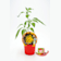 Picante hot lemon - Planta de huerto Ø11 cm