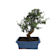 Bonsai Olivo silvestre (Olea oleaster) 9 años