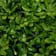 Pittosporum tobira 'Nana' 20 litros